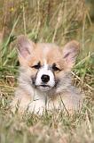 CORGI PEMBROKE 110
